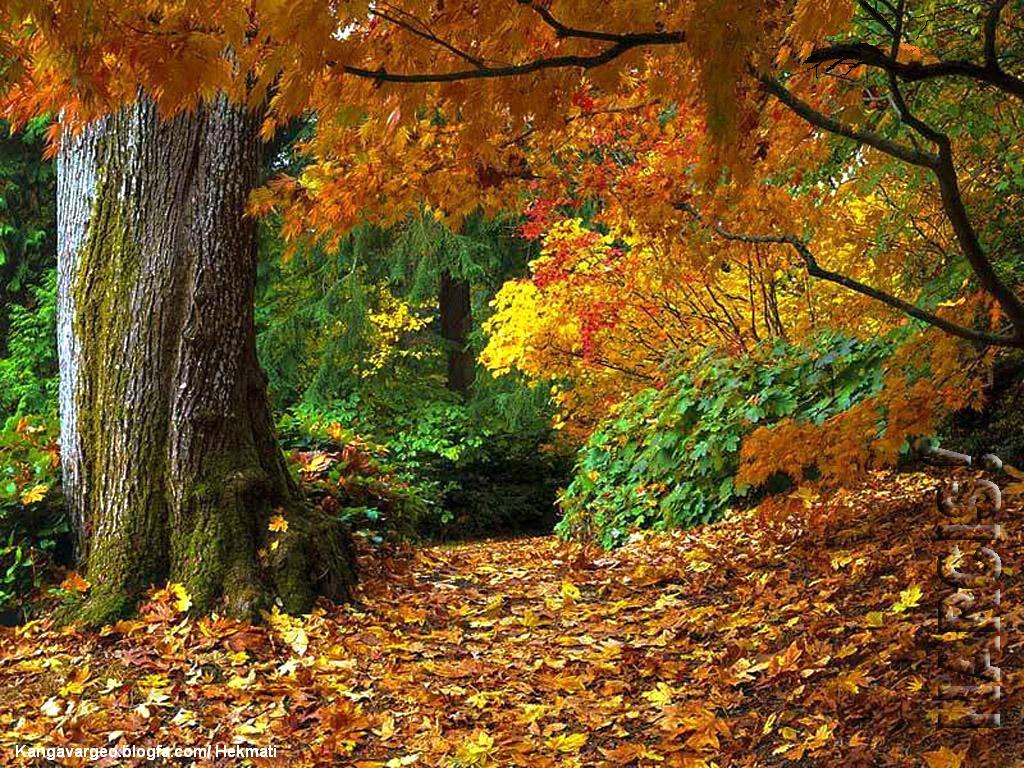 http://askquran.ir/gallery/images/12311/3_autumn497.jpg